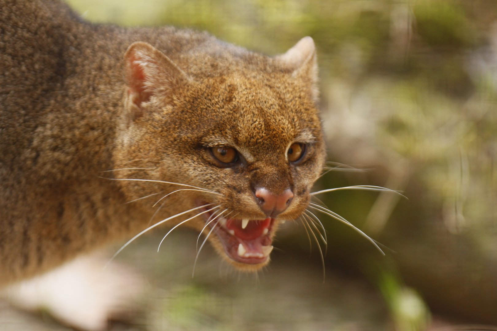 Jaguarundi (Herpailurus yagouaroundi)