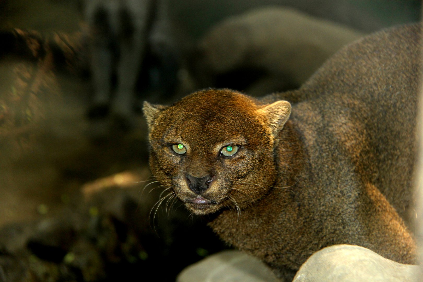 jaguarundi (Herpailurus yagouaroundi)