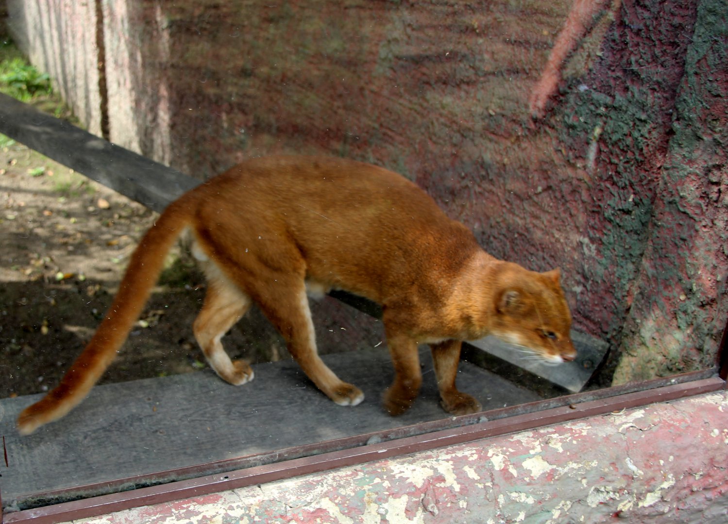 jaguarundi (Herpailurus yagouaroundi)
