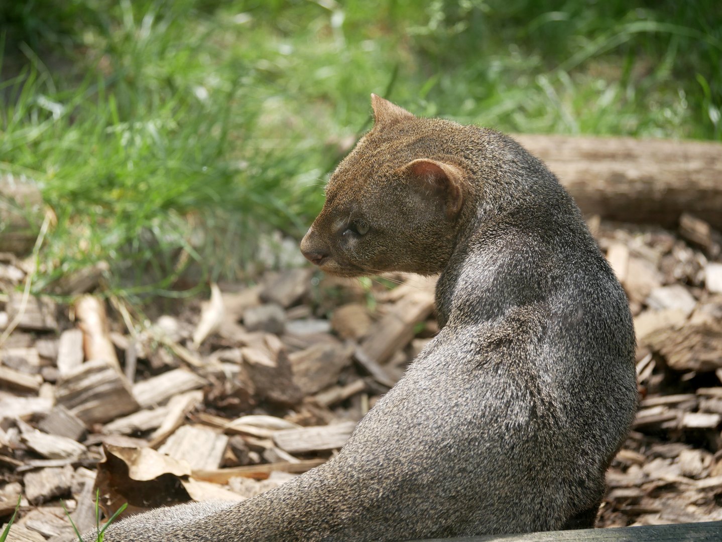 Jaguarundi (Herpailurus yagouaroundi)