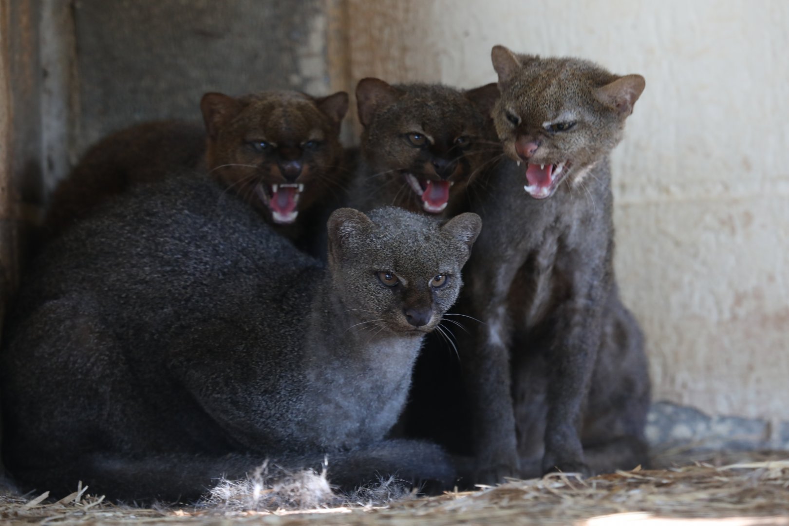 jaguarundi (Herpailurus yagouaroundi)