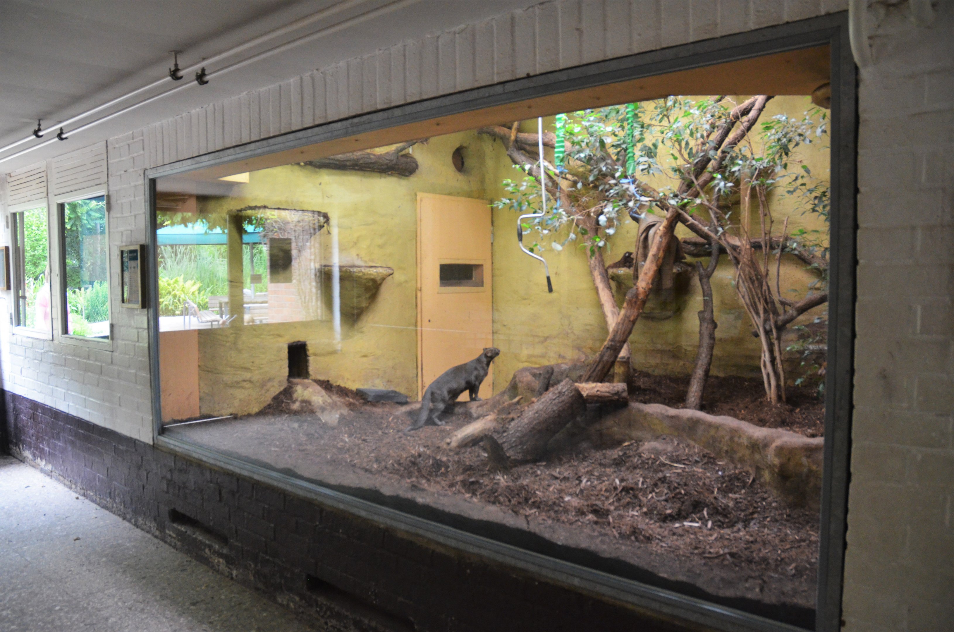 Jaguarundi Indoor Enclosure at Krefeld, 15/06/19