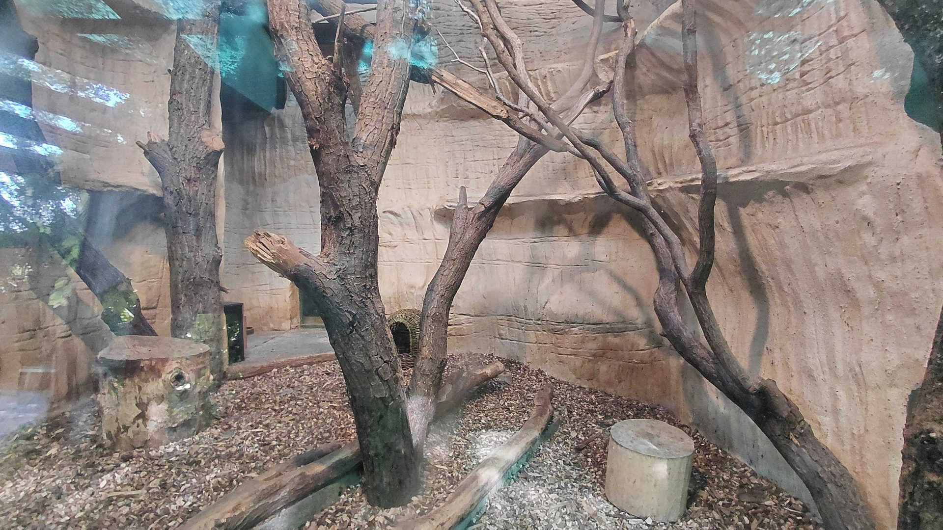 Jaguarundi indoor exhibit