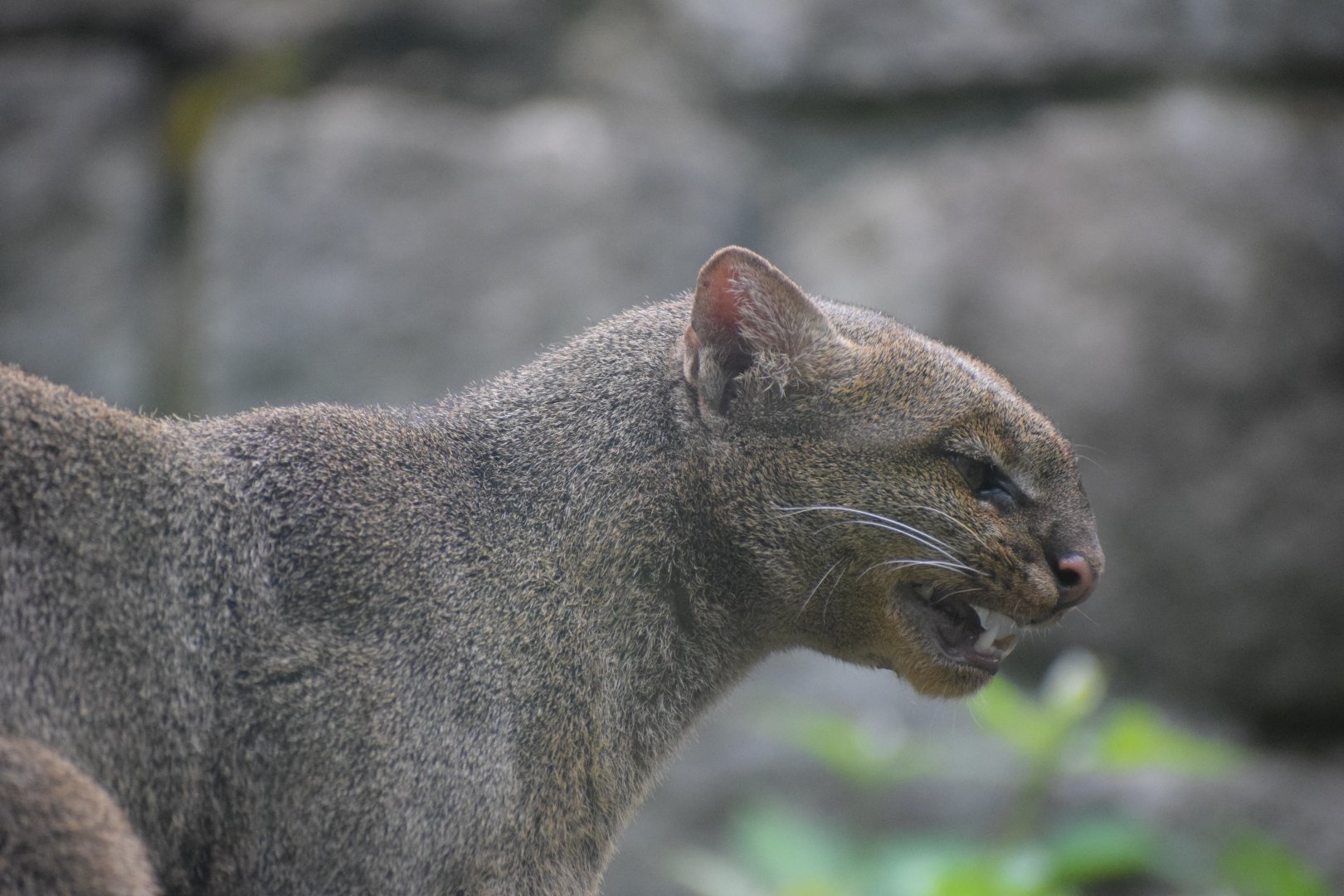 Jaguarundi - July 2021