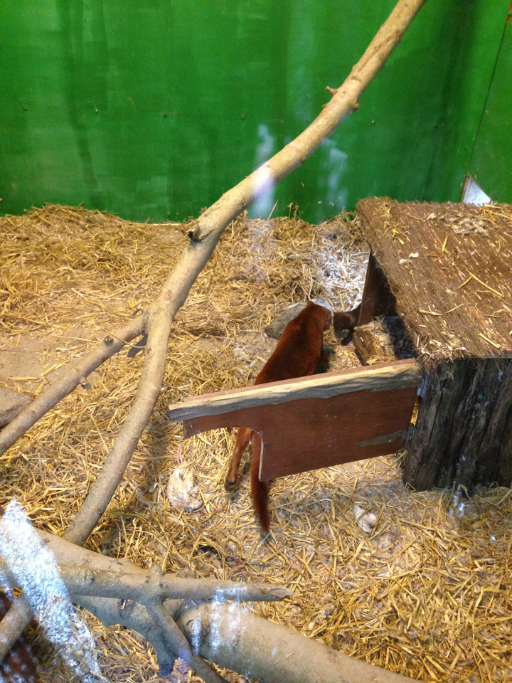 Jaguarundi kitten with mother