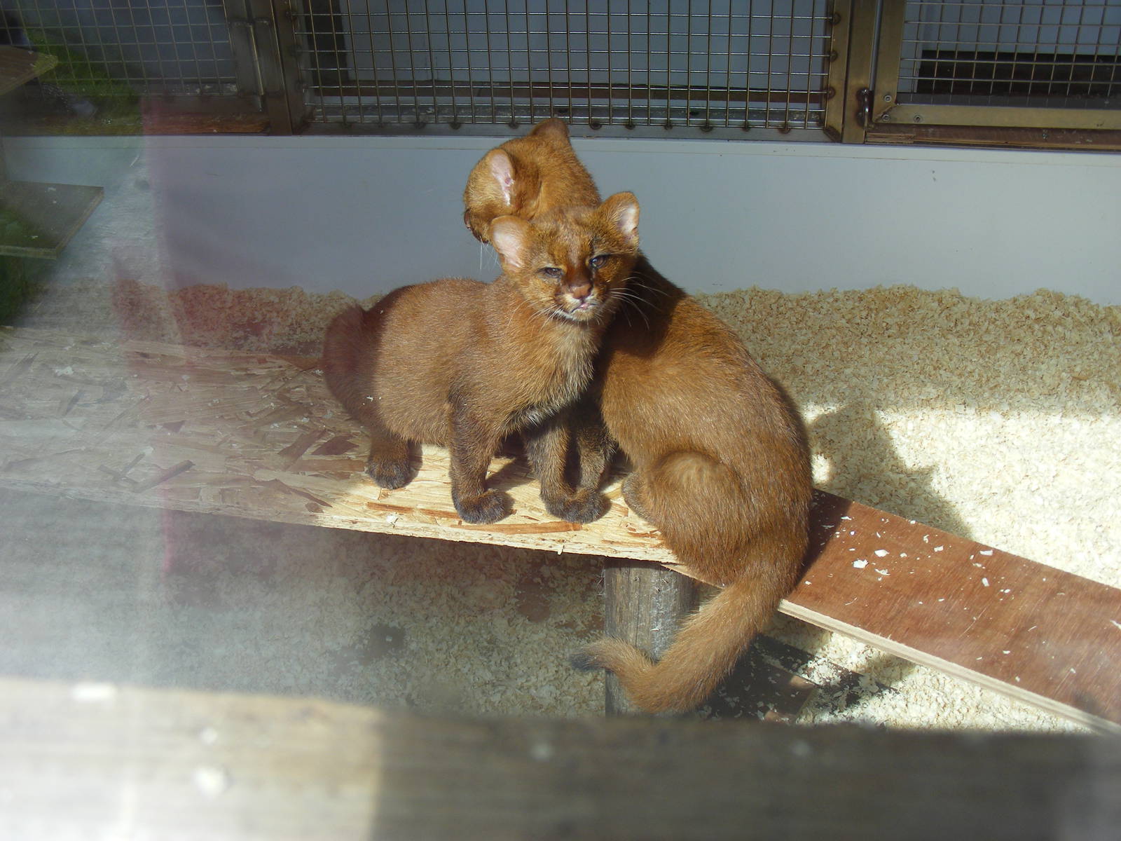 Jaguarundi kittens at the RSCC, 4 September 2011