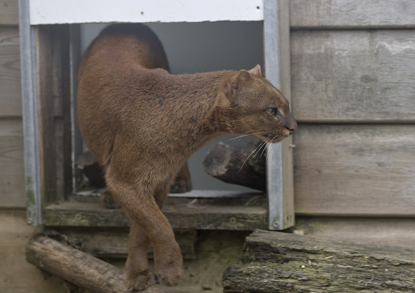 Jaguarundi male