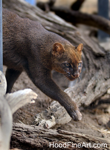 jaguarundi on the prowl