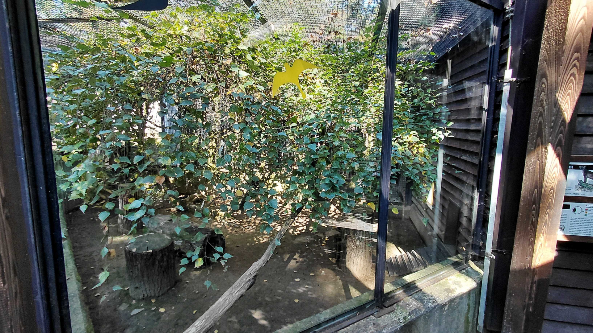 Jaguarundi outdoor exhibit