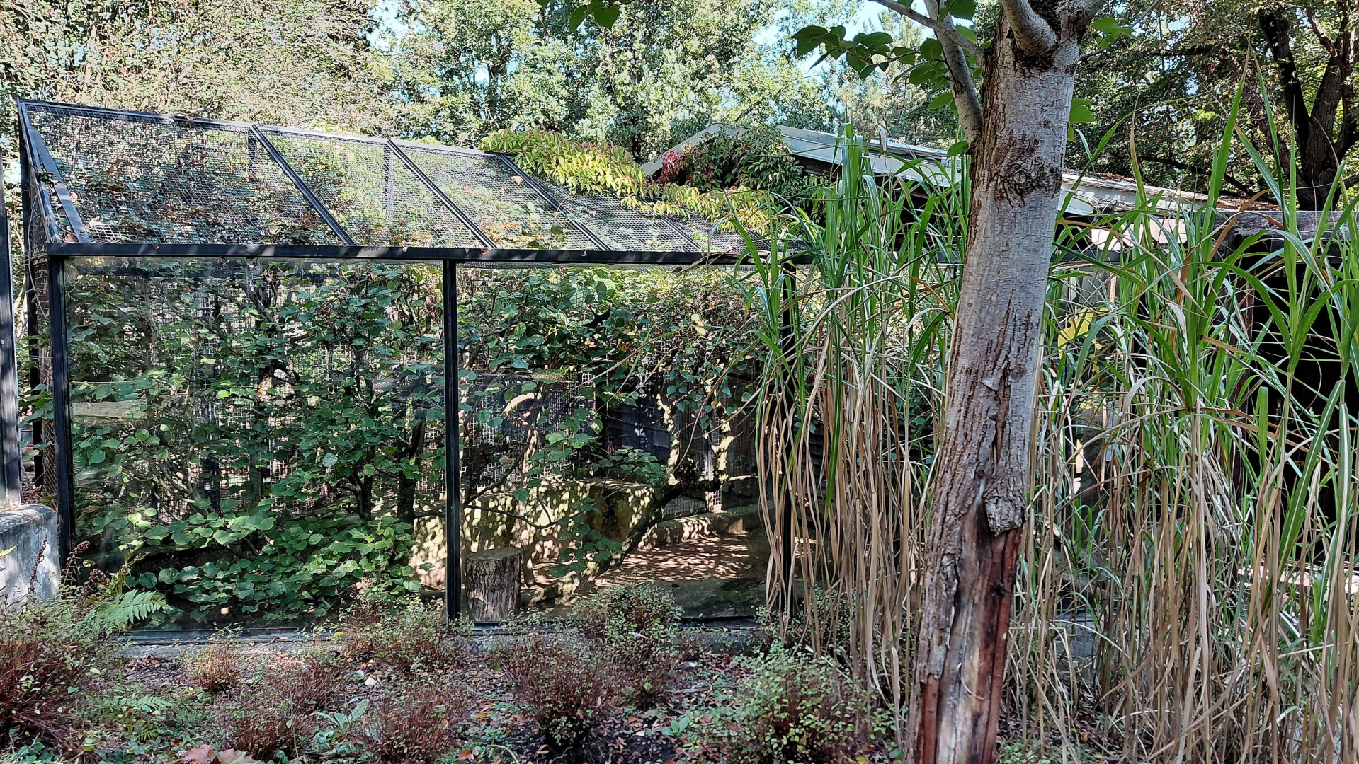 Jaguarundi outdoor exhibit