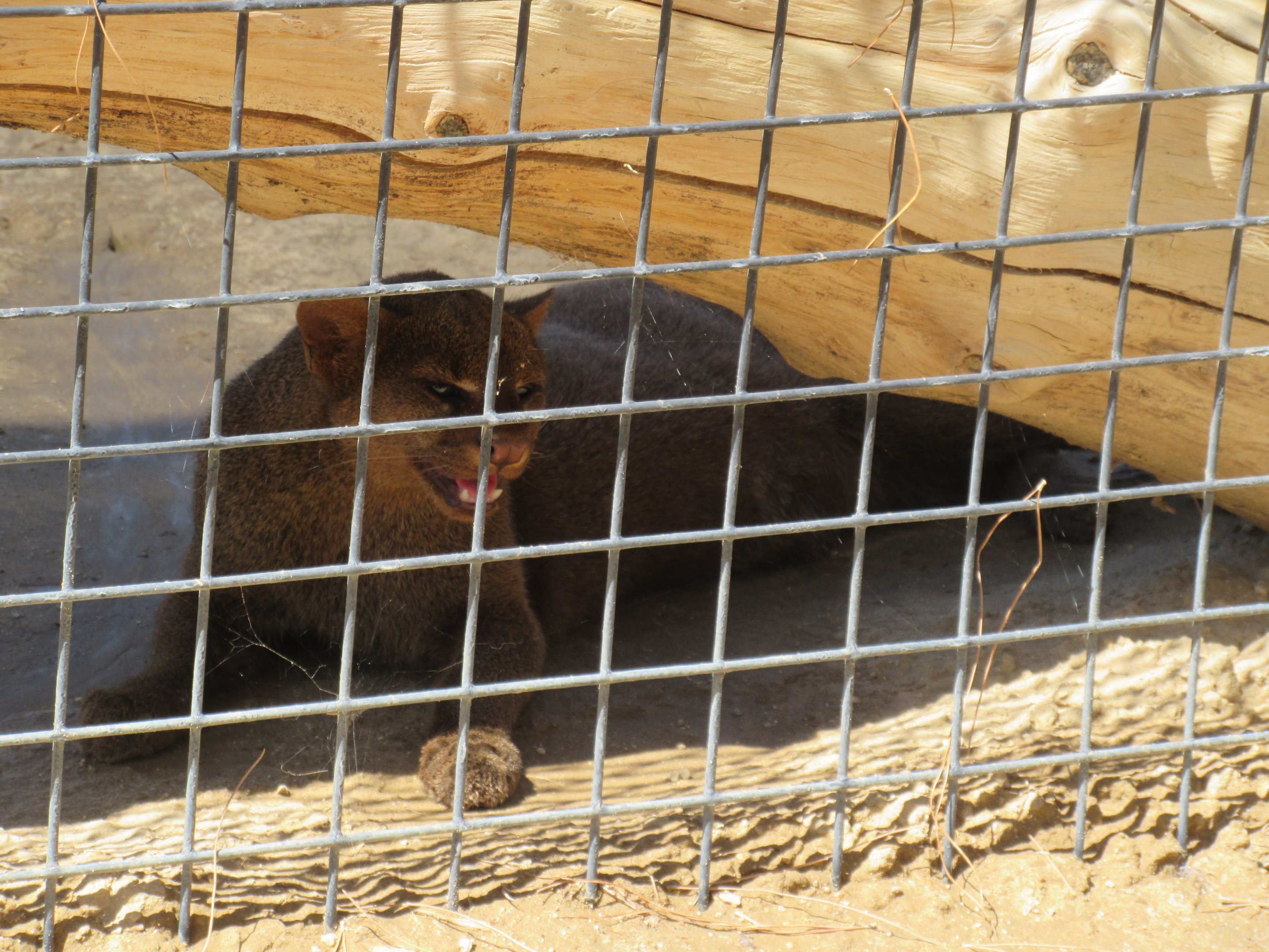 Jaguarundi Photo #1
