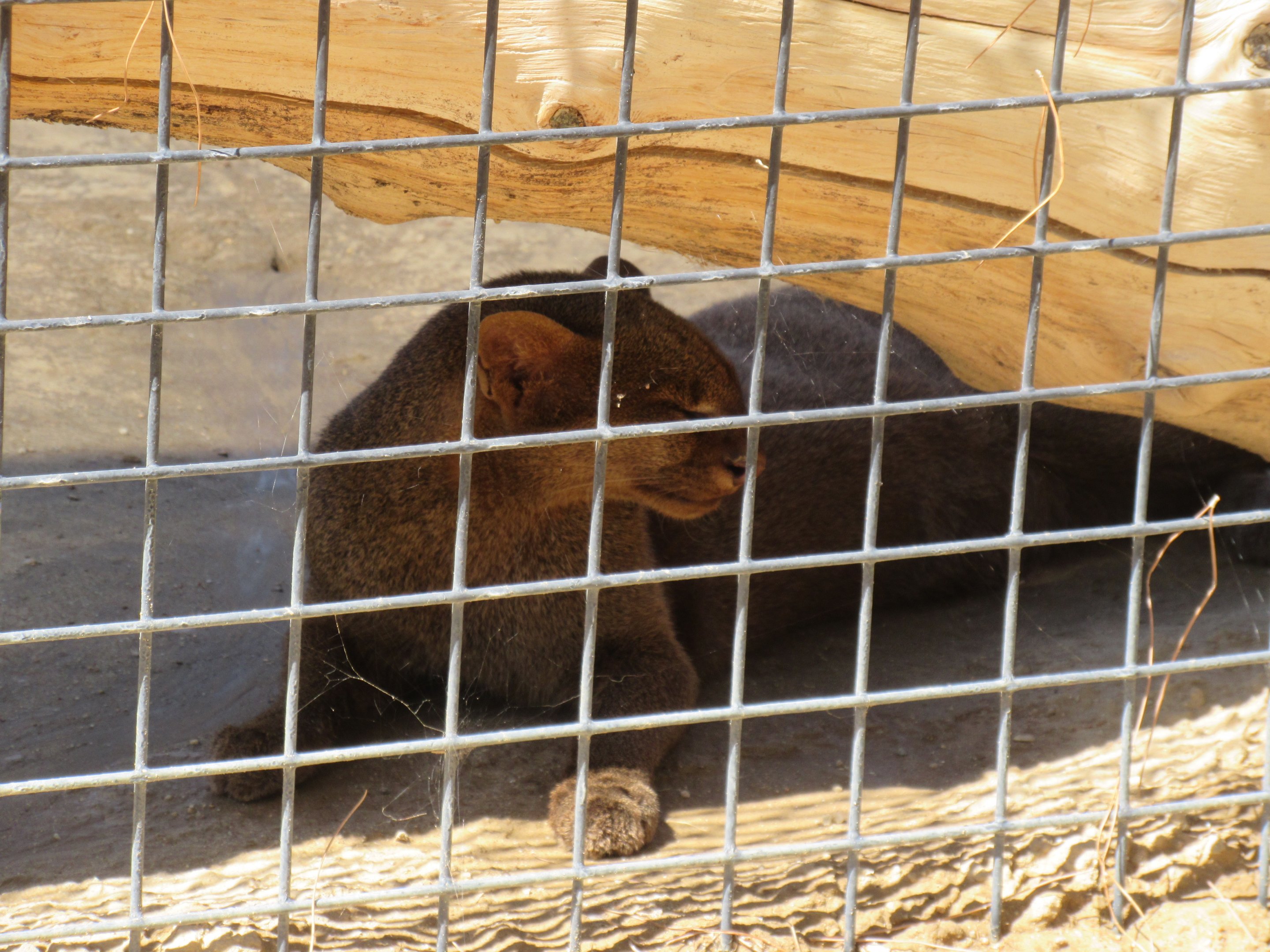 Jaguarundi Photo #2