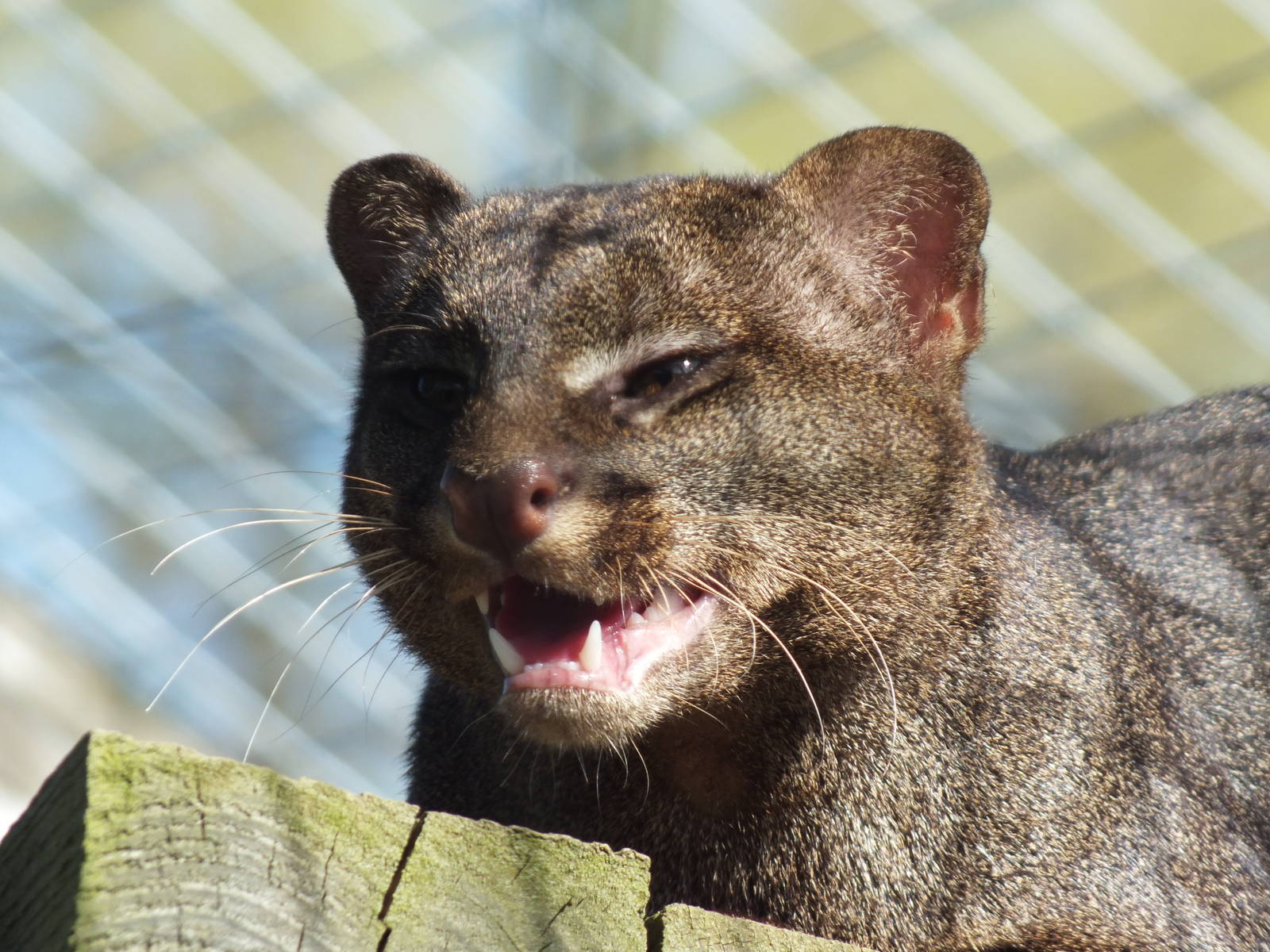 Jaguarundi (Puma yagouaroundi) at Hamerton Zoo Park - March 27 2012