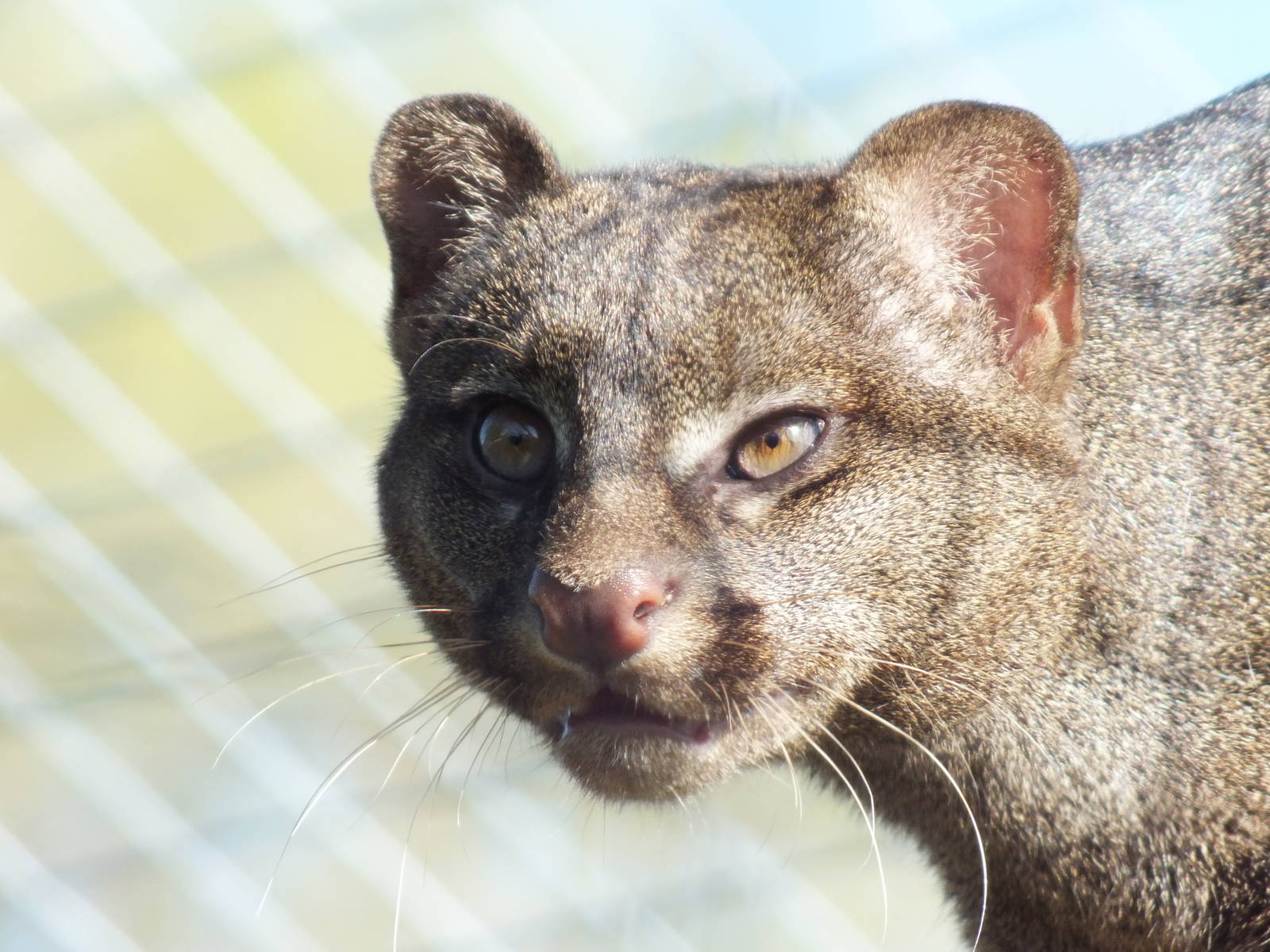 Jaguarundi (Puma yagouaroundi) at Hamerton Zoo Park - March 27 2012