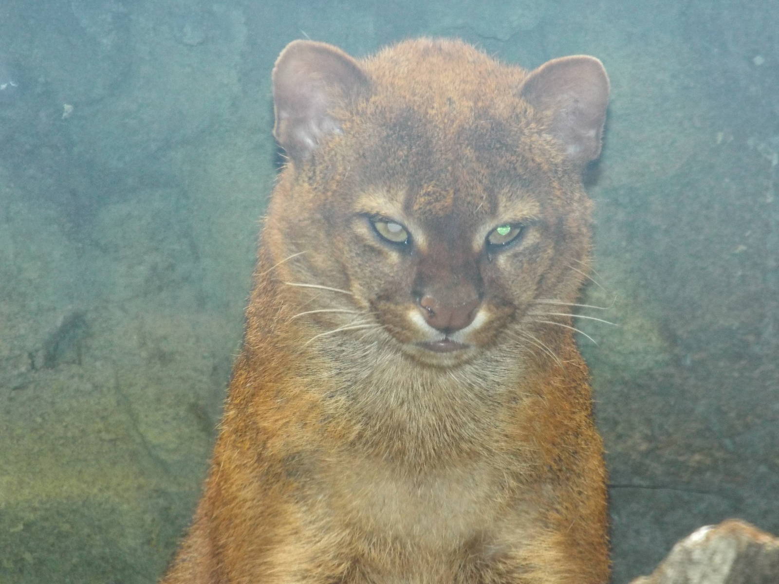 Jaguarundi (Puma yagouaroundi) at Zoo Berlin - April 4th 2014