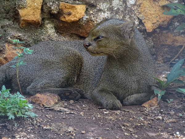 Jaguarundi (Puma yagouaroundi)