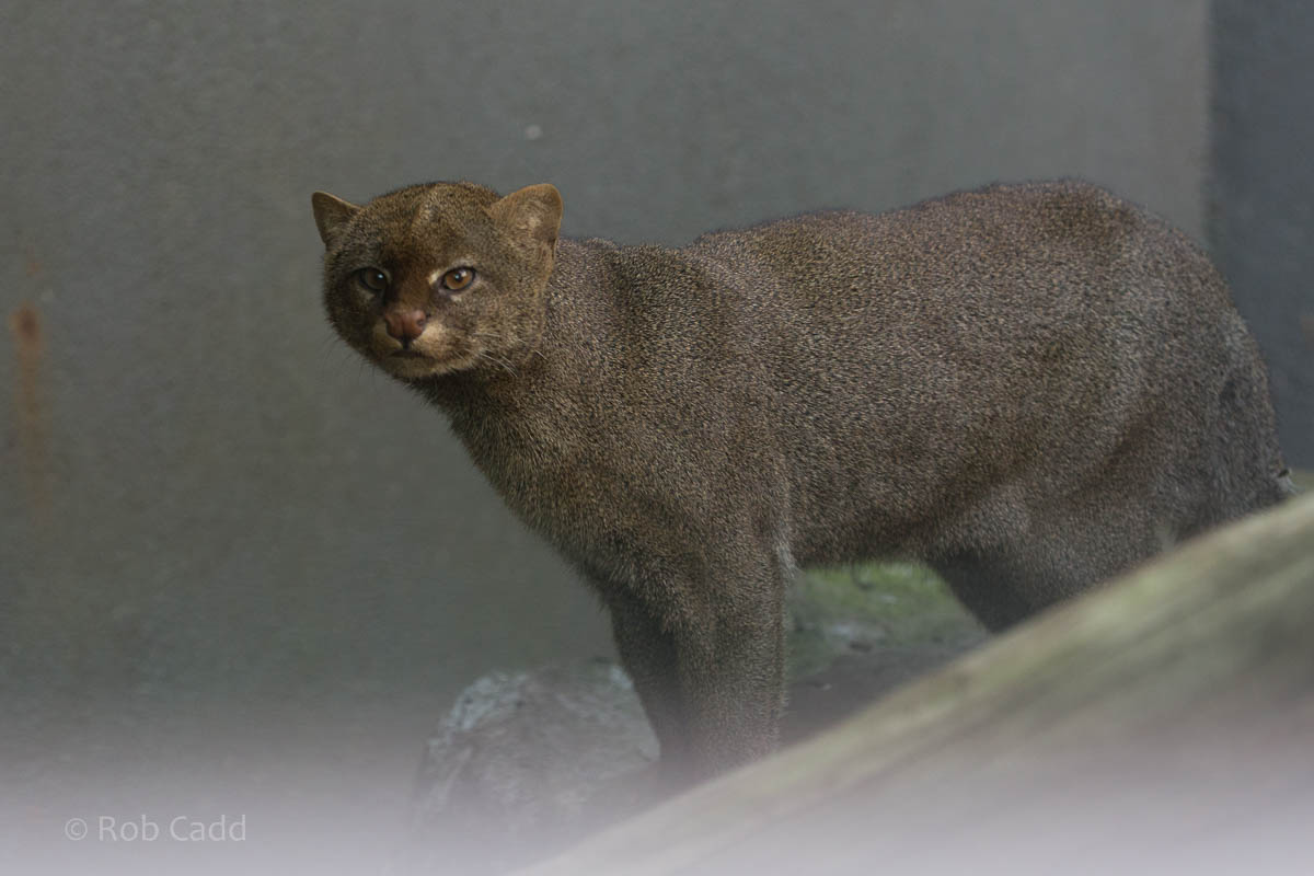 Jaguarundi : RSCC : 28 Aug 2015