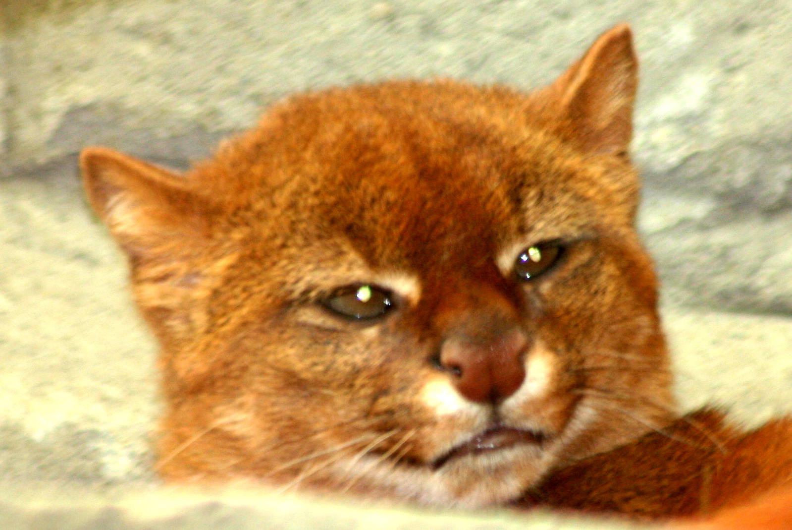 Jaguarundi; RSCC Sandwich; 30th April 2011