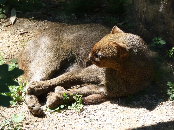 Jaguarundi sunbathing