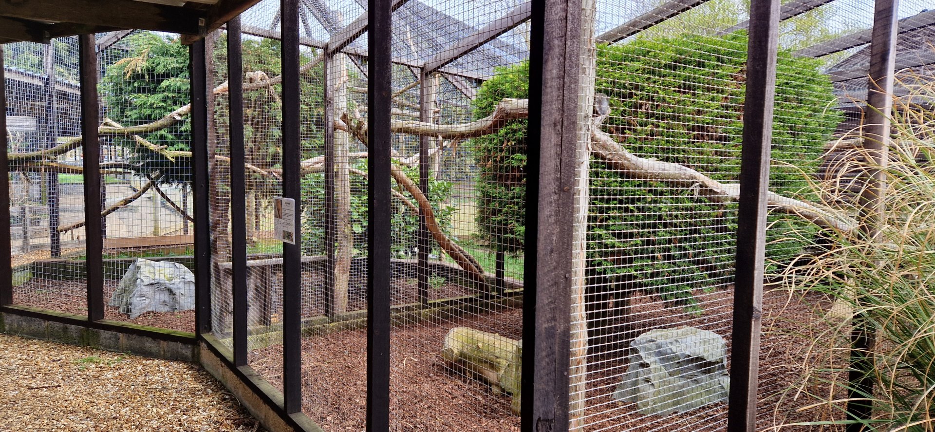 Jaguarundi / White-bearded masked palm civet exhibits