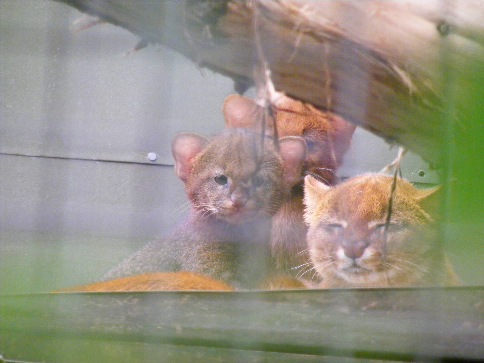 Jaguarundi with kittens at RSCC, 15 August 2010