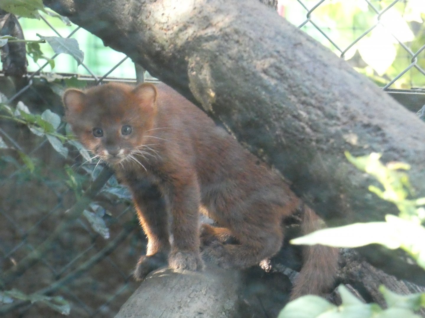 Jaguarundi young