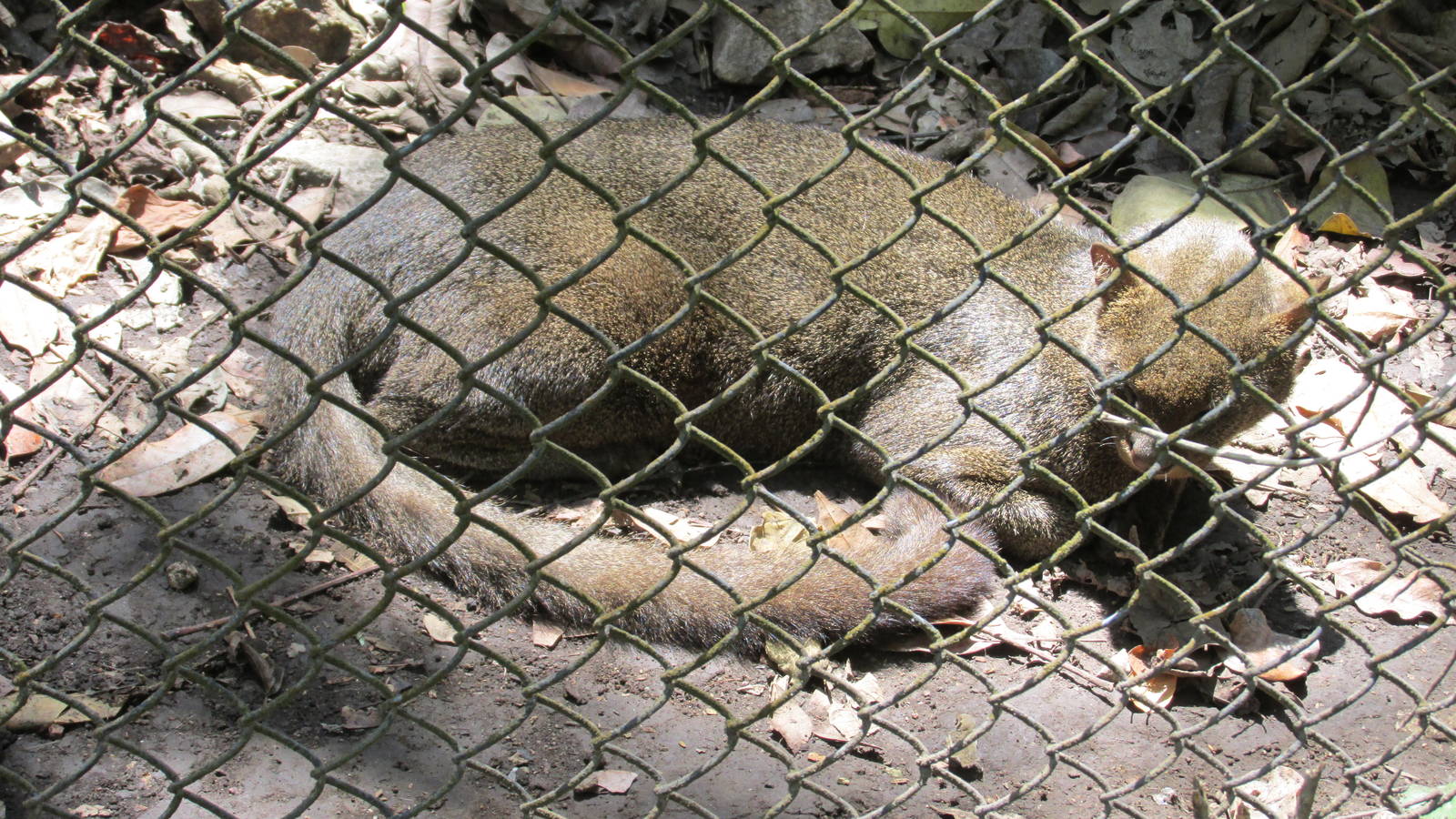 jaguarundi zoomat