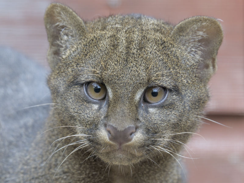 Jaguarundi