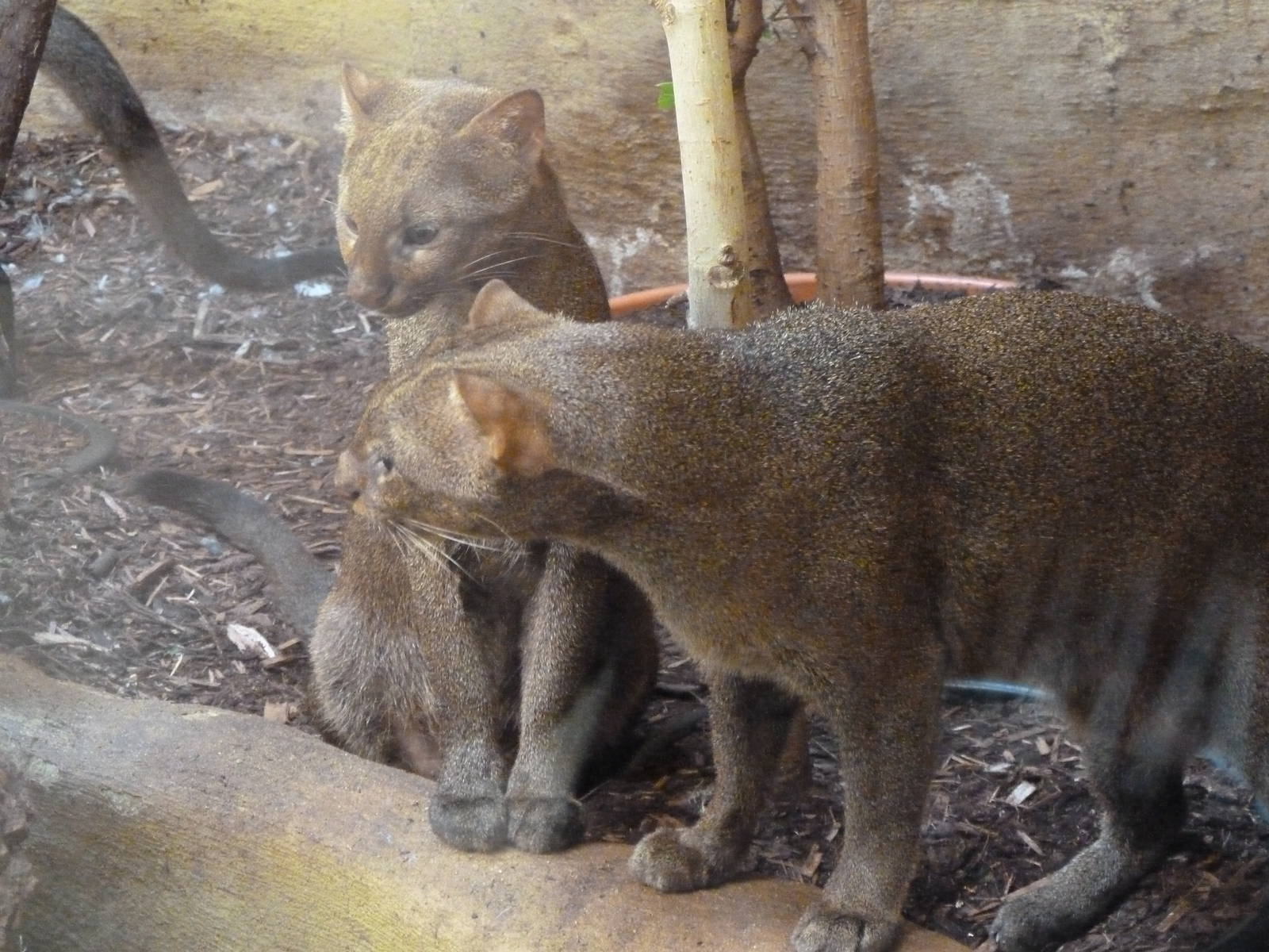 Jaguarundi