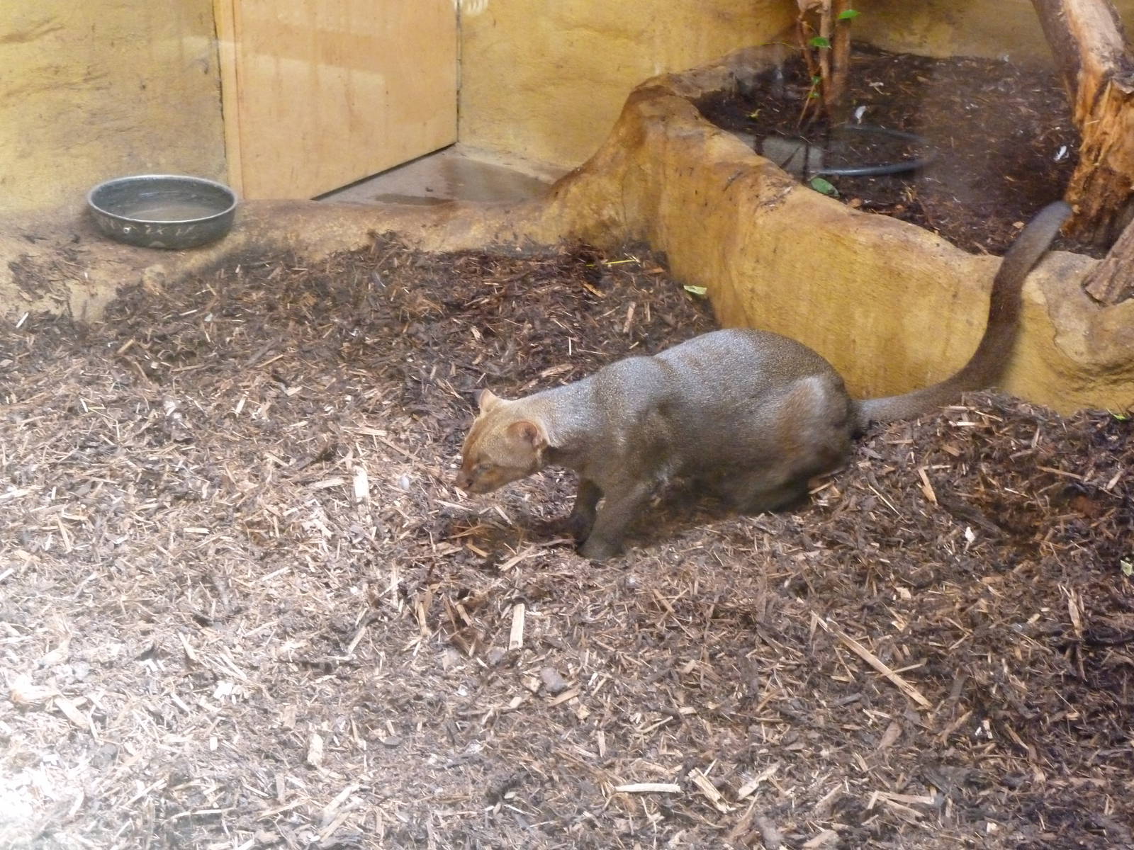 Jaguarundi