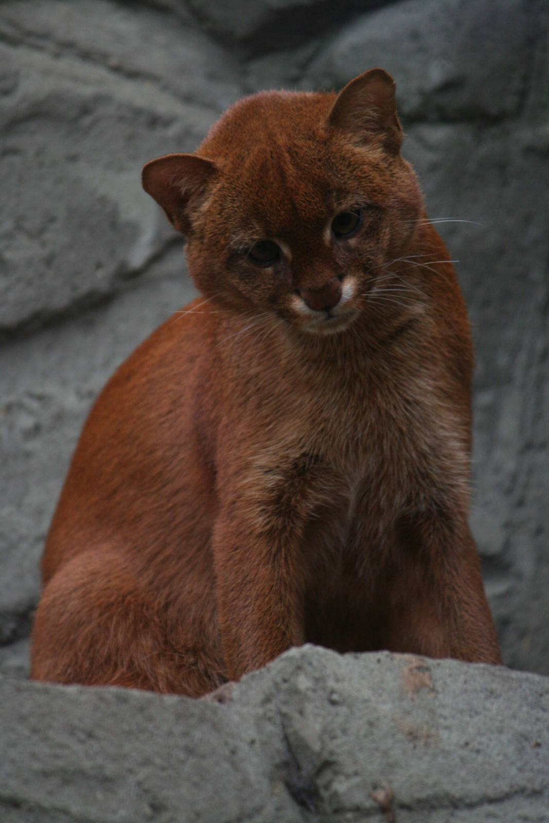Jaguarundi