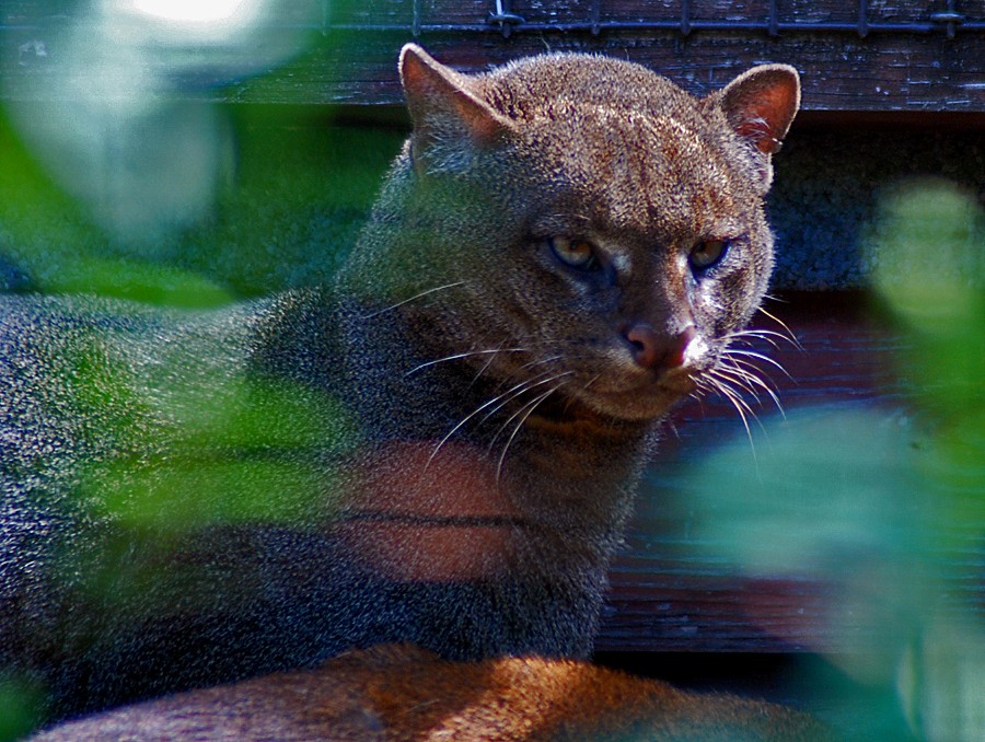 Jaguarundi