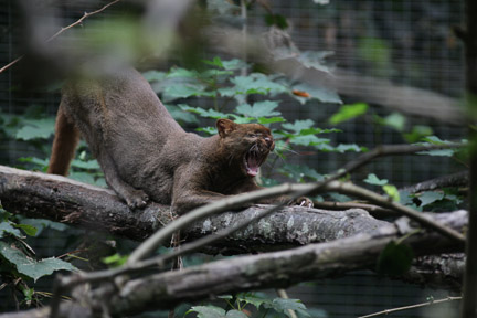 jaguarundi