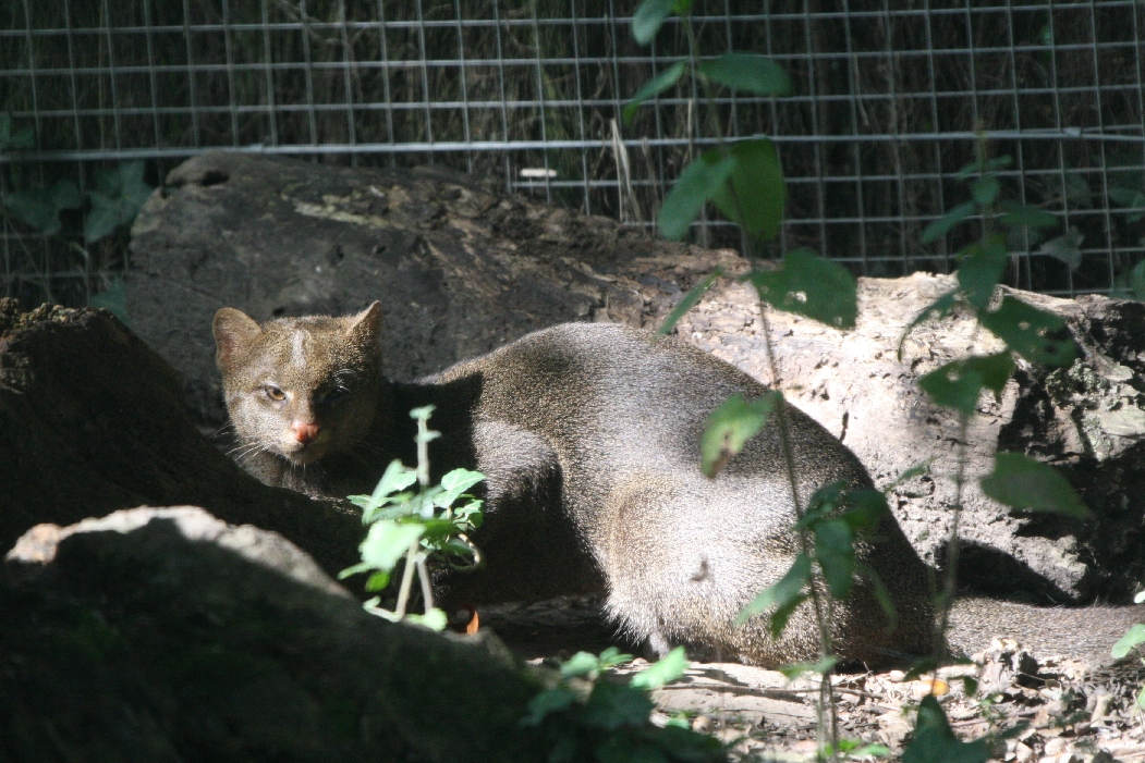Jaguarundi
