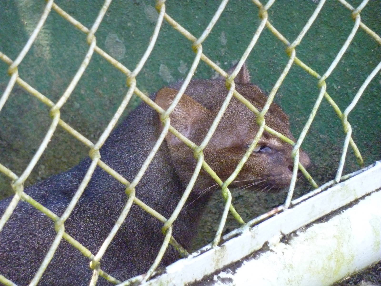 Jaguarundi