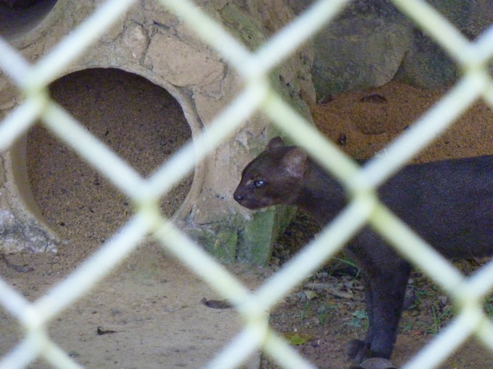 Jaguarundi