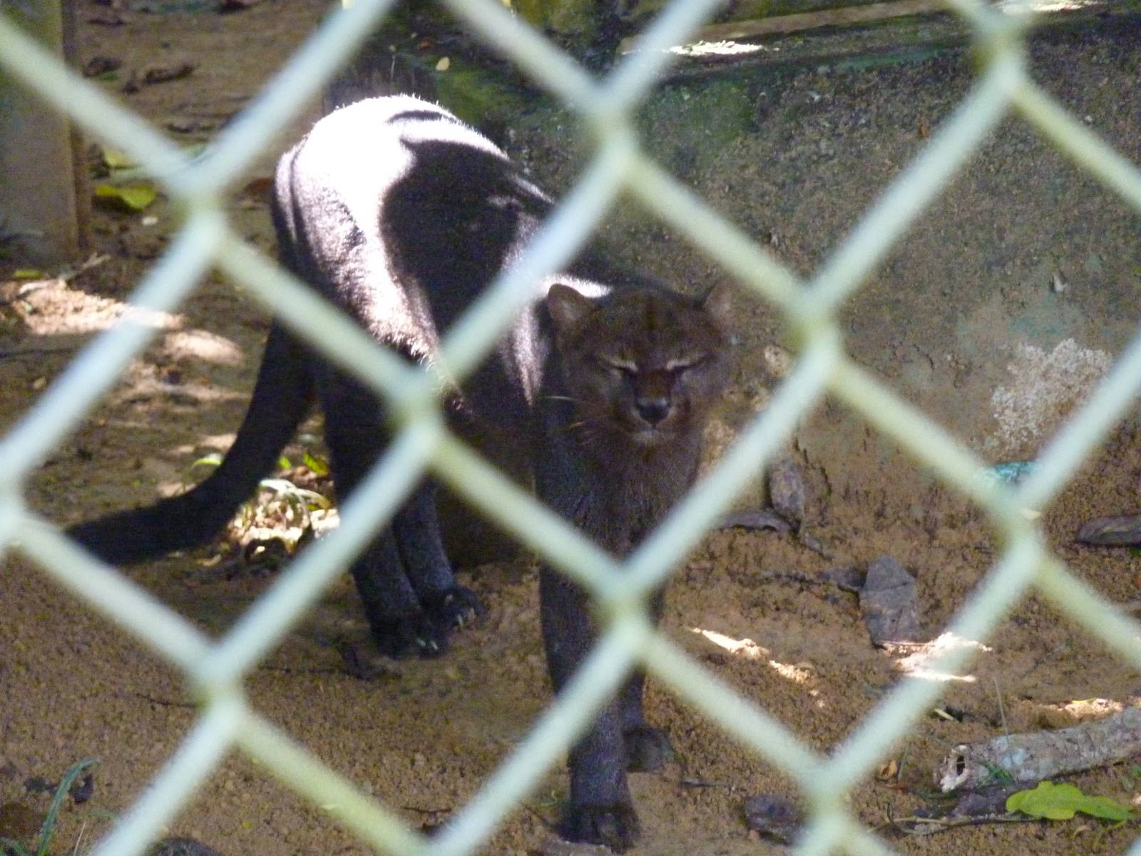 Jaguarundi