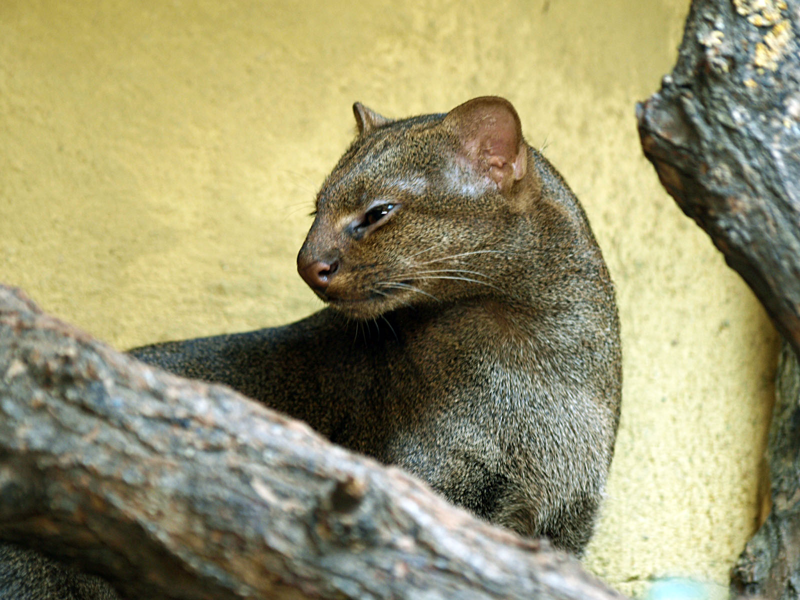 Jaguarundi