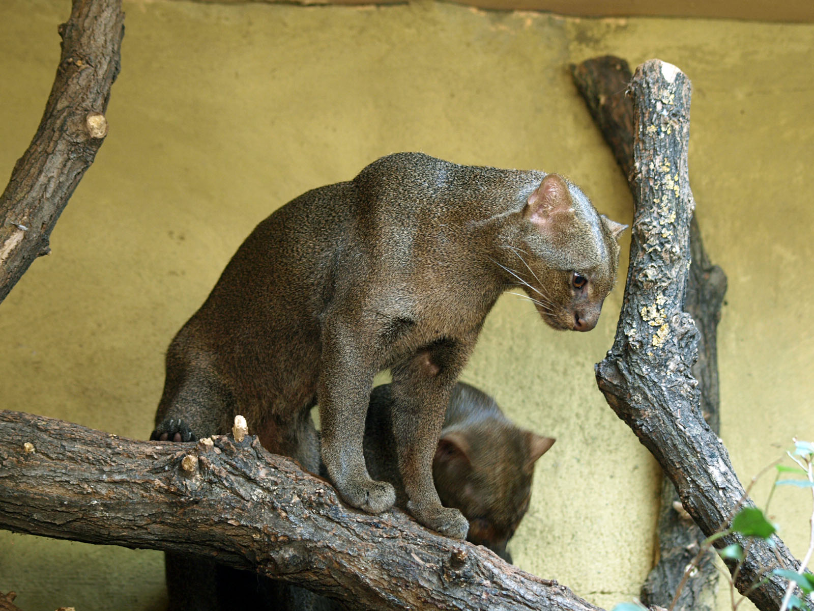 Jaguarundi