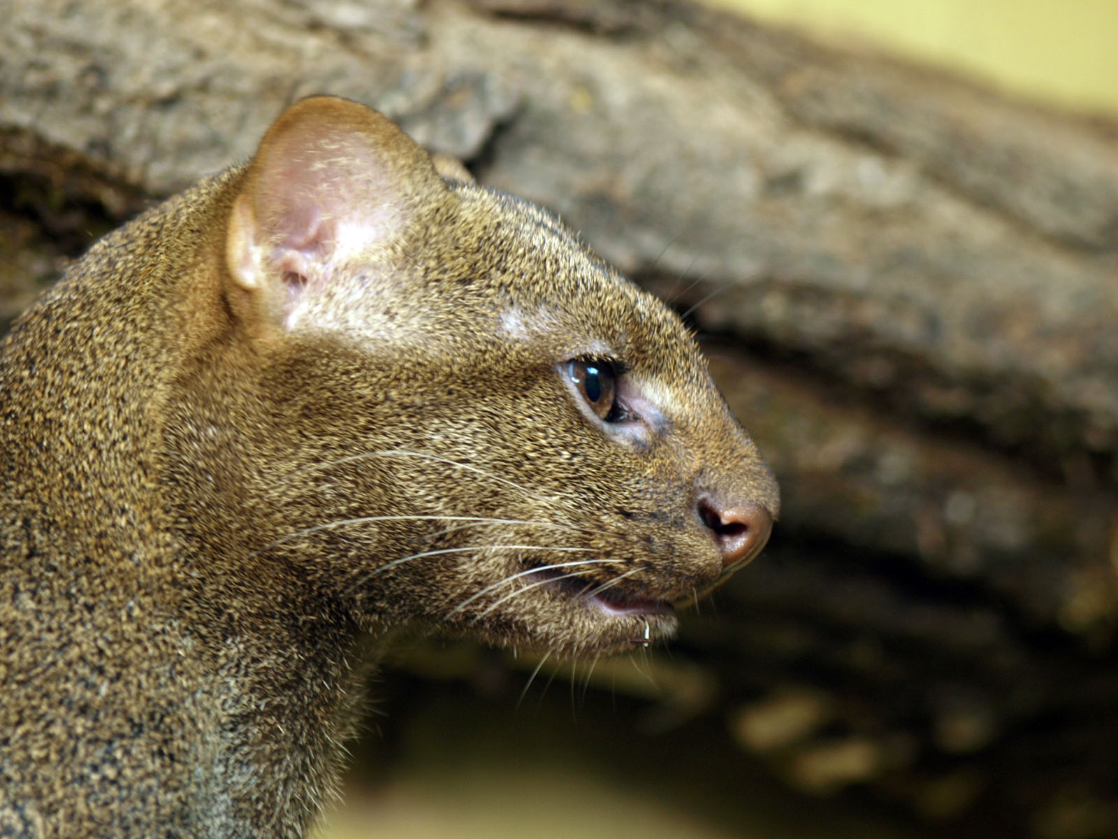 Jaguarundi