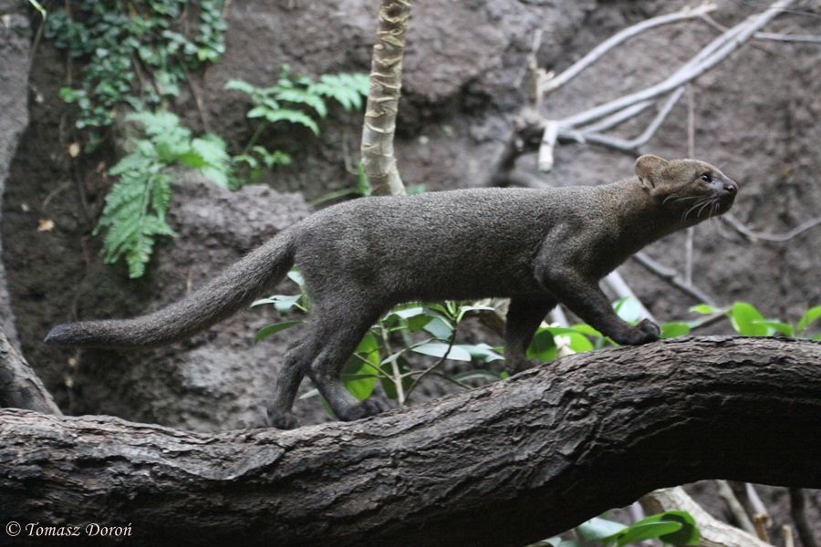 Jaguarundi