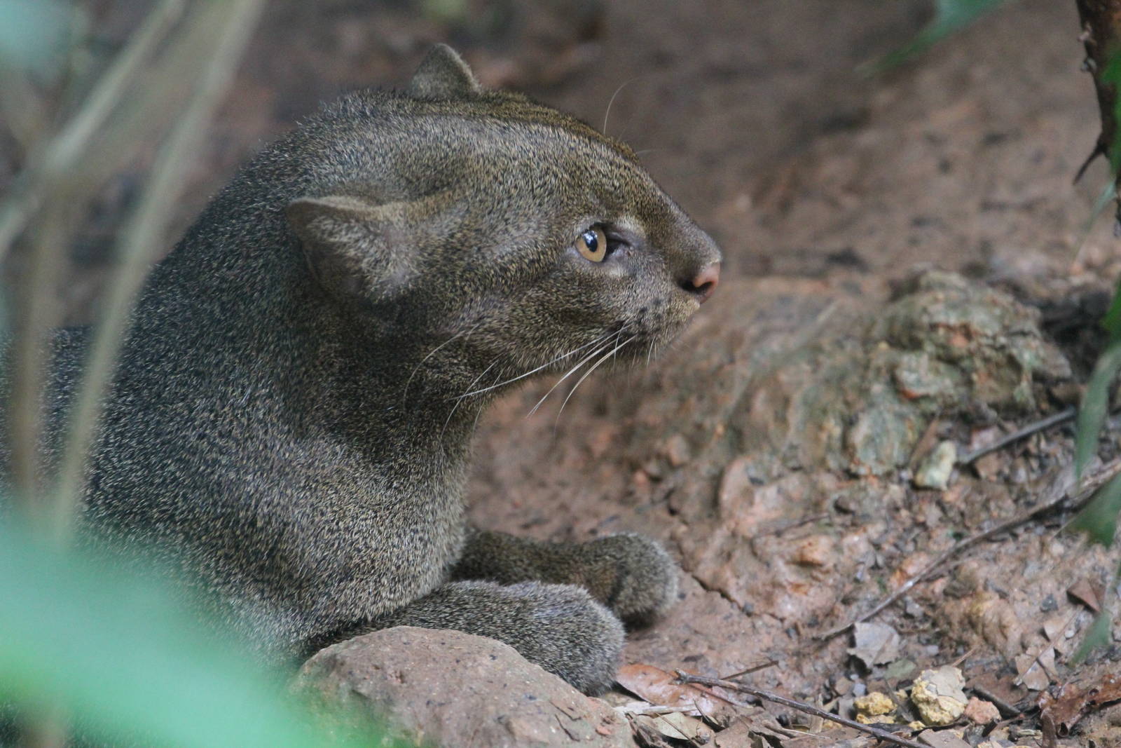 Jaguarundi