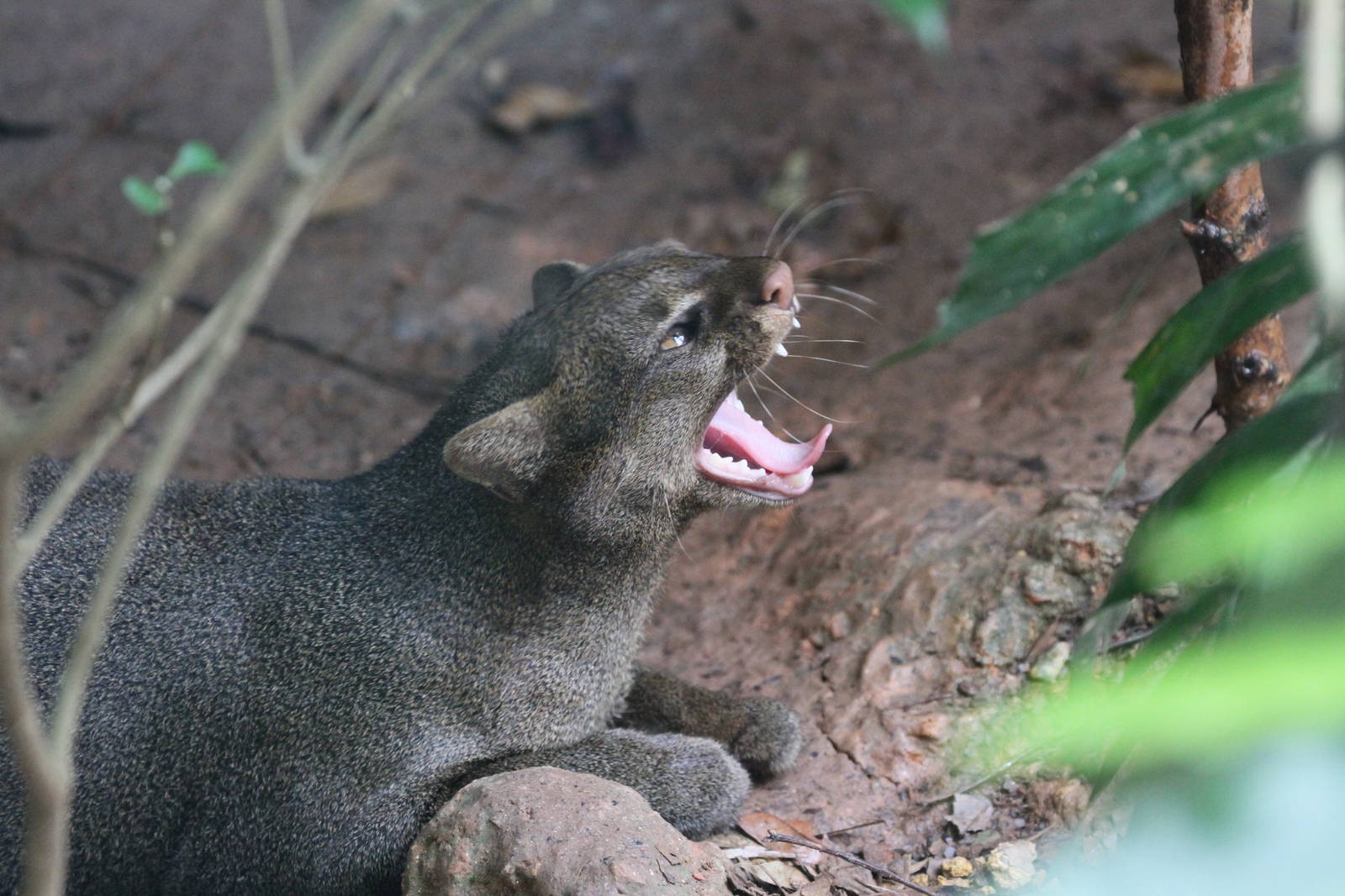 Jaguarundi