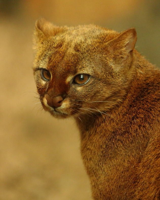 Jaguarundi