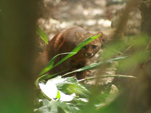 Jaguarundi