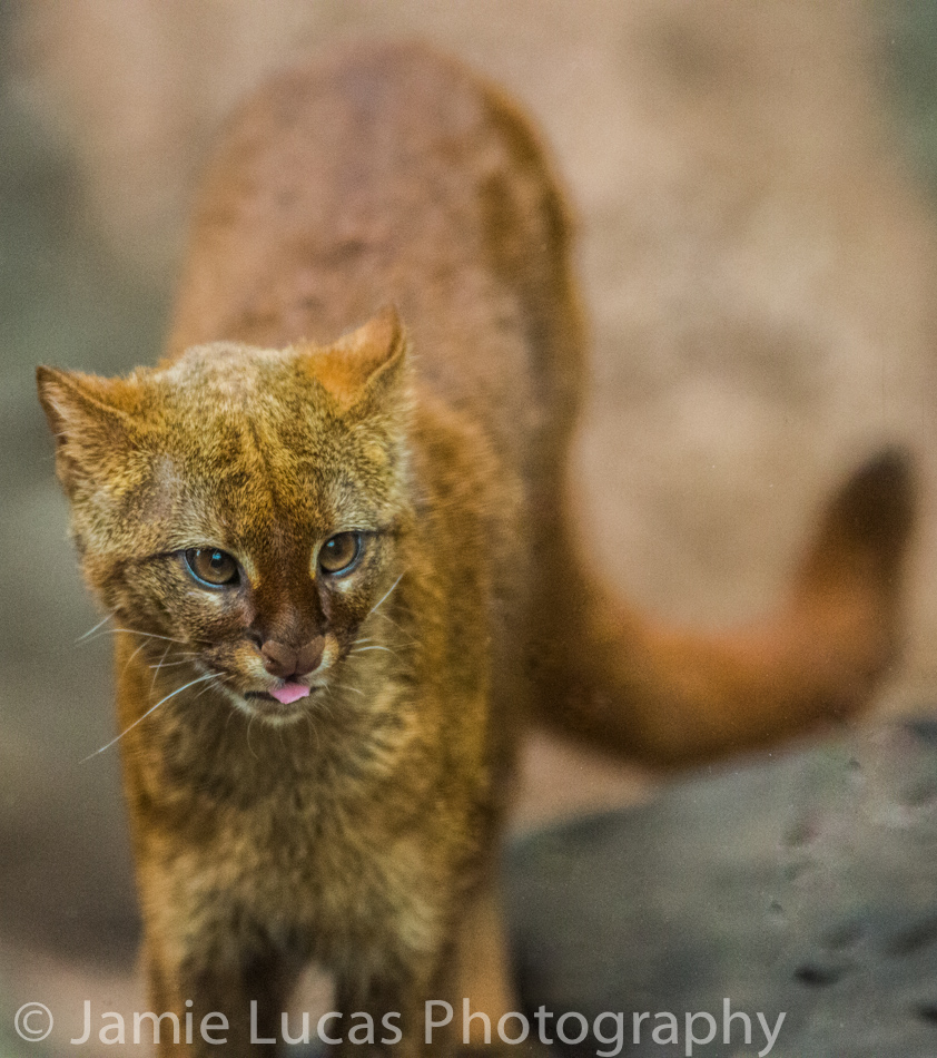 Jaguarundi