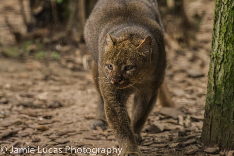 Jaguarundi