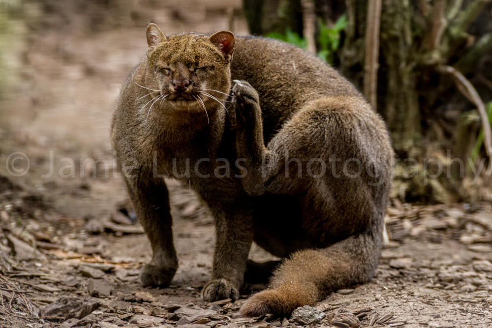 Jaguarundi