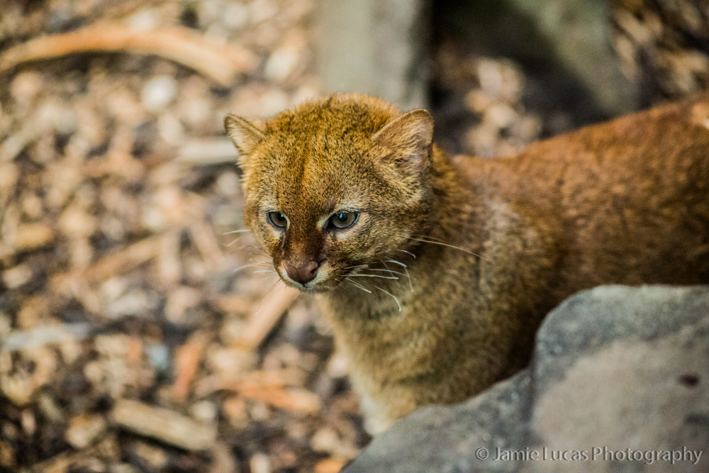 Jaguarundi