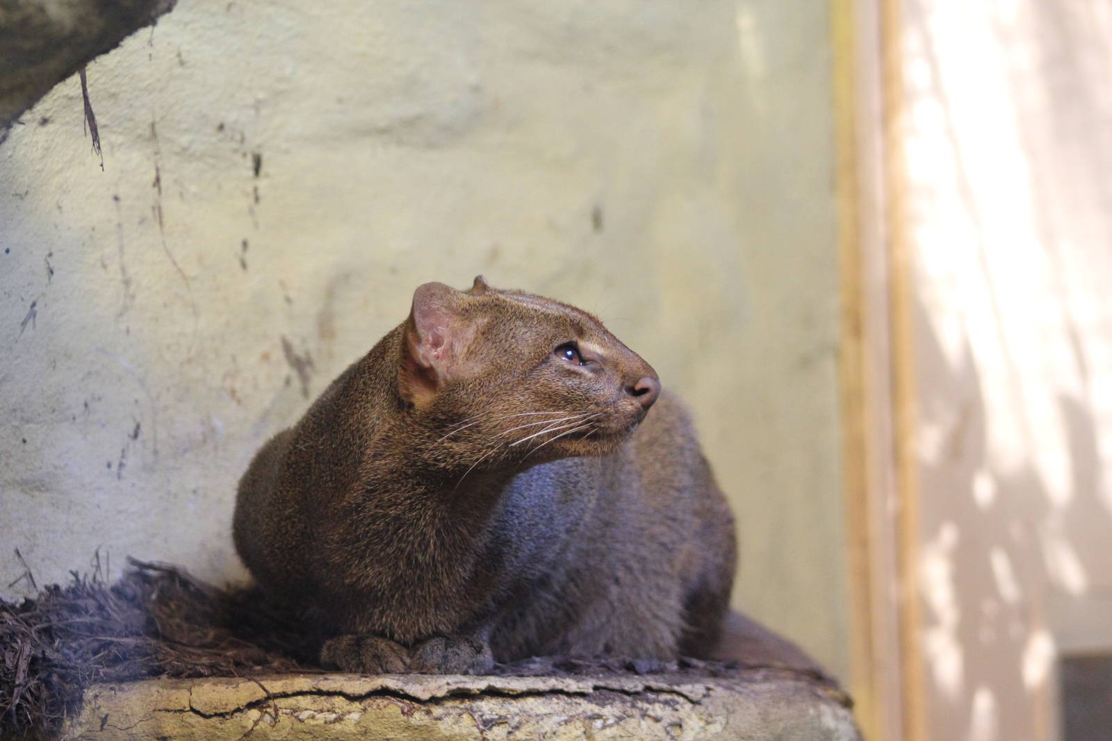 Jaguarundi